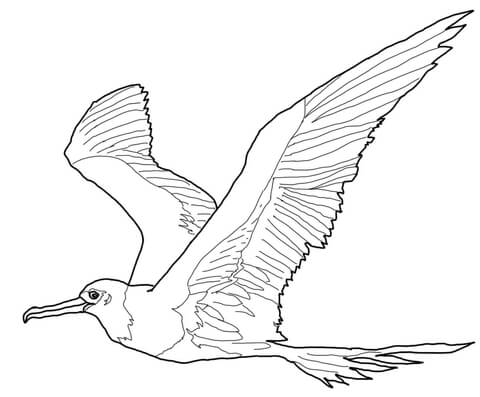 Great Frigatebird Coloring Page